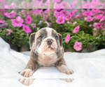 Puppy Delilah Victorian Bulldog