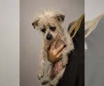 Small #3 Maltese Mix