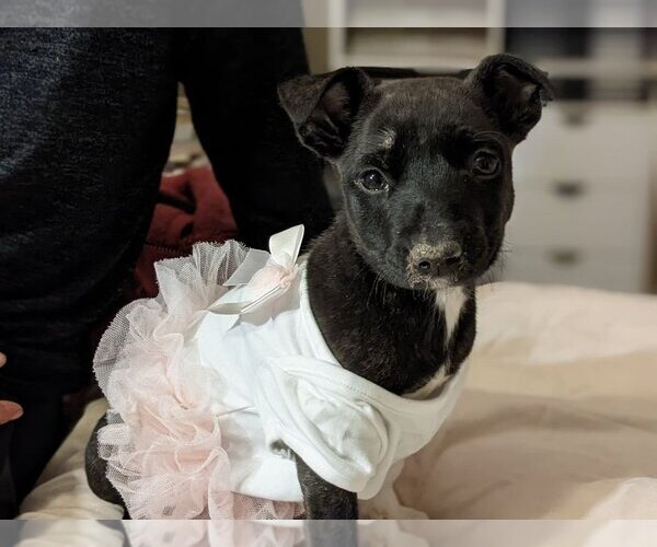 Medium Photo #3 American Pit Bull Terrier-Unknown Mix Puppy For Sale in Fresno, CA, USA