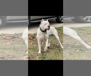 Father of the Dogo Argentino puppies born on 10/08/2022
