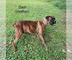 Mother of the Boxer puppies born on 09/12/2021