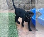 Small Photo #11 Labrador Retriever Puppy For Sale in MURRIETA, CA, USA