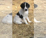 Small Photo #6 Anatolian Shepherd Puppy For Sale in CHANDLERVILLE, IL, USA