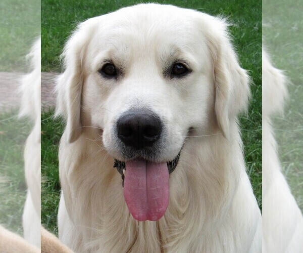 Medium Photo #89 English Cream Golden Retriever Puppy For Sale in NORTHWOOD, OH, USA