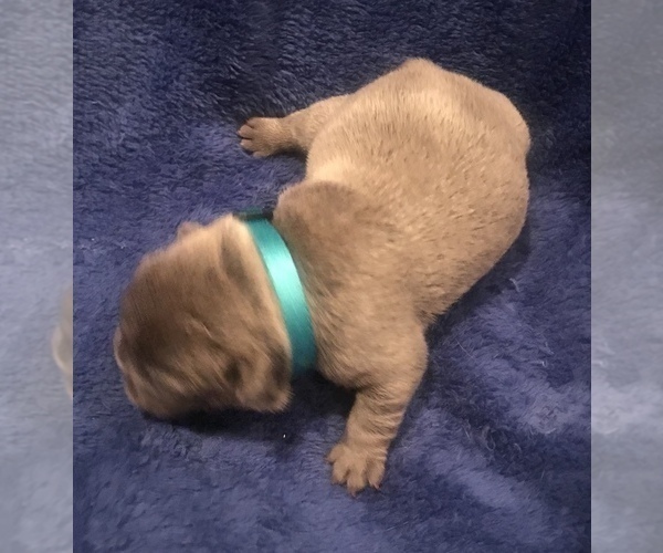 Medium Photo #5 French Bulldog Puppy For Sale in PLACERVILLE, CA, USA
