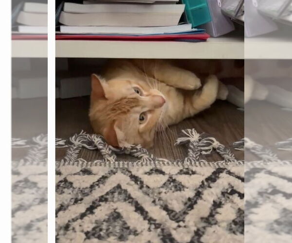 Medium Photo #8 Maltese-Unknown Mix Puppy For Sale in Escondido, CA, USA