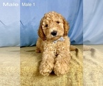Small Photo #10 Goldendoodle Puppy For Sale in OCALA, FL, USA