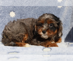 Cavapoo Puppy for sale in BLOOMINGTON, IN, USA