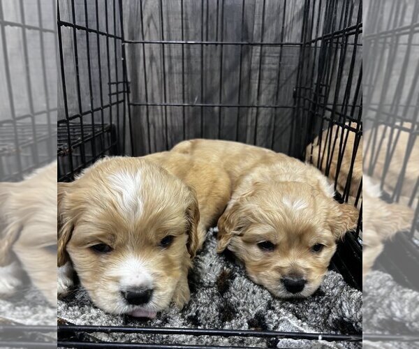 Medium Photo #3 Golden Cocker Retriever Puppy For Sale in Aylmer, Ontario, Canada