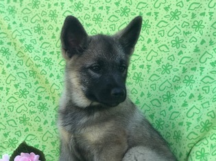 Norwegian Elkhound Puppy for sale in EAST EARL, PA, USA