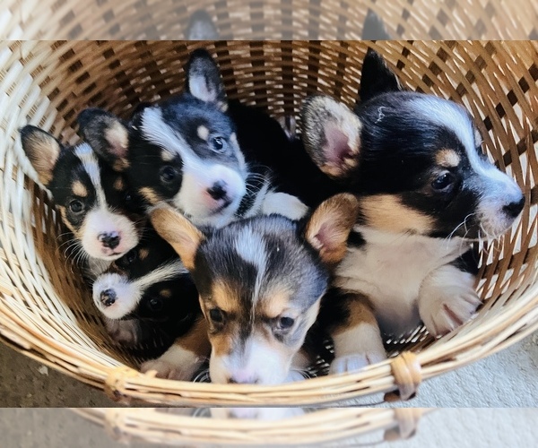 Medium Photo #1 Pembroke Welsh Corgi Puppy For Sale in ROCKFORD, IL, USA