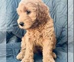 Puppy 3 Goldendoodle (Miniature)
