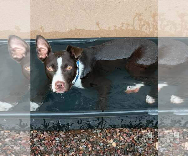 Medium Photo #2 Labrador Retriever-Staffordshire Bull Terrier Mix Puppy For Sale in Cave Creek, AZ, USA