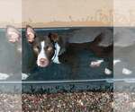 Small #1 Labrador Retriever-Staffordshire Bull Terrier Mix