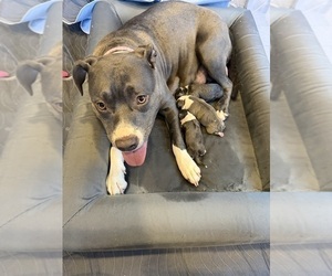 American Pit Bull Terrier-Mutt Mix Puppy for sale in CEDAR SPRINGS, MI, USA