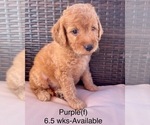 Small Photo #26 Goldendoodle Puppy For Sale in ELBERT, CO, USA