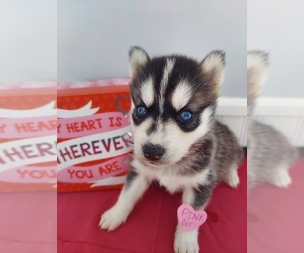 Medium Photo #2 Siberian Husky Puppy For Sale in GAFFNEY, SC, USA