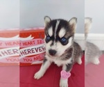 Small Photo #2 Siberian Husky Puppy For Sale in GAFFNEY, SC, USA