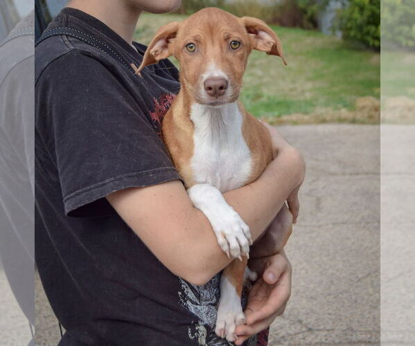 Medium Photo #4 Borador Puppy For Sale in Huntley, IL, USA