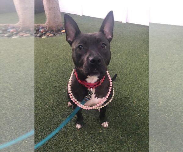 Medium Photo #9 Mutt Puppy For Sale in Pompano Beach , FL, USA