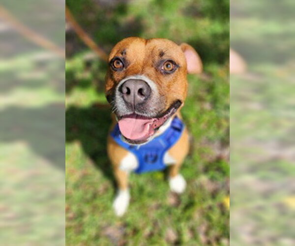 Medium Photo #1 Staffordshire Bull Terrier-Unknown Mix Puppy For Sale in Fort Lauderdale, FL, USA