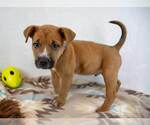 Small #2 Boxer Mix