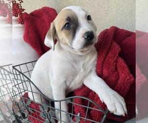 Boxer-Unknown Mix Dogs for adoption in San Diego, CA, USA