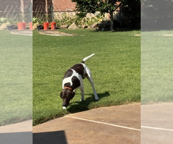 Medium Photo #1 German Shorthaired Pointer Puppy For Sale in WAXAHACHIE, TX, USA