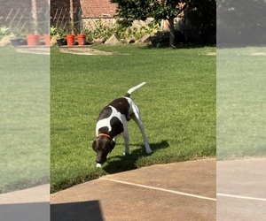 Father of the German Shorthaired Pointer puppies born on 09/02/2026