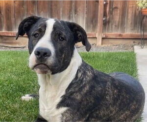 Mutt Dogs for adoption in Tracy, CA, USA