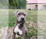 Small #2 American Pit Bull Terrier-Labrador Retriever Mix
