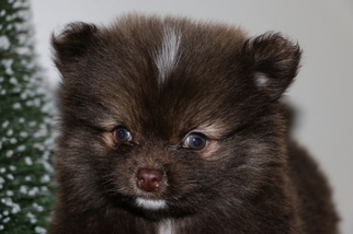 Pom-Shi Puppy for sale in GOSHEN, IN, USA