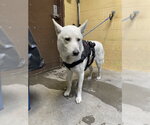 Small Siberian Husky