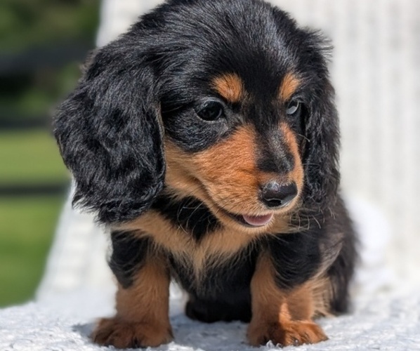 Medium Photo #7 Dachshund Puppy For Sale in GOSHEN, IN, USA