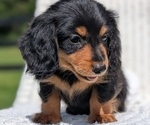Small Photo #21 Dachshund Puppy For Sale in GOSHEN, IN, USA