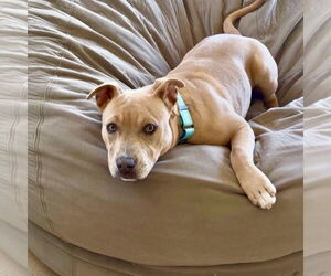 American Staffordshire Terrier-Unknown Mix Dogs for adoption in San Juan Capistrano, CA, USA