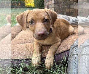 Golden Labrador Dogs for adoption in OKLAHOMA CITY, OK, USA