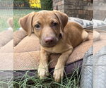 Small Golden Labrador