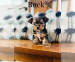Small Photo #2 Yorkshire Terrier Puppy For Sale in ALGOOD, TN, USA