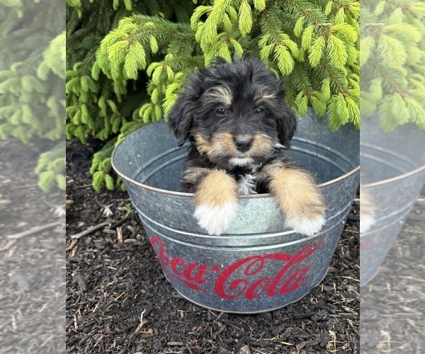 Medium Photo #2 Bernedoodle Puppy For Sale in MIDDLEBURY, IN, USA