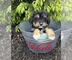 Small #1 Bernedoodle
