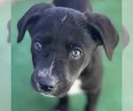 Small #10 Labrador Retriever Mix