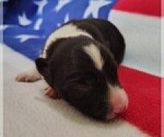 Small Photo #195 Border Collie Puppy For Sale in NORBORNE, MO, USA