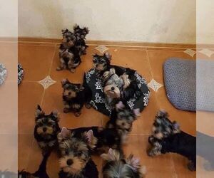 Yorkshire Terrier Puppy for sale in COVENA, GA, USA