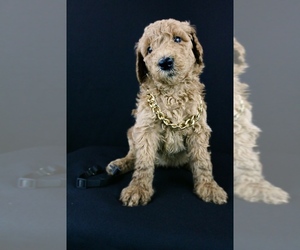 Goldendoodle Puppy for sale in RUSTON, LA, USA