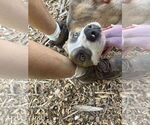 Small Photo #7 Mutt Puppy For Sale in Rustburg, VA, USA
