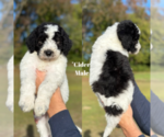 Puppy Cider Labradoodle
