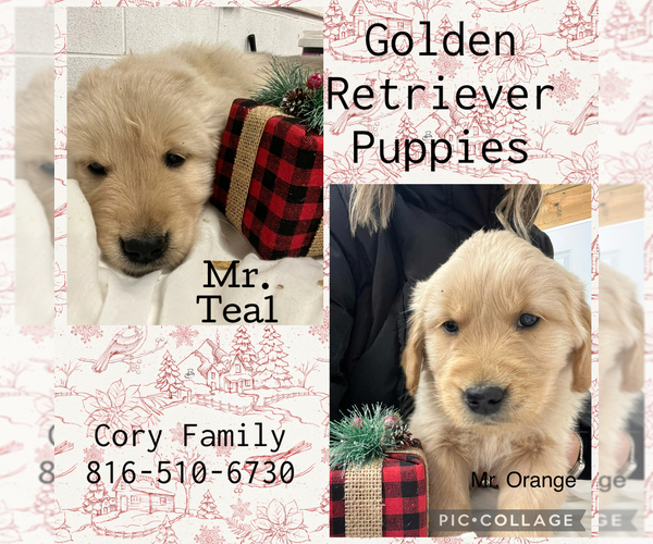 Medium Photo #2 Golden Retriever Puppy For Sale in KANSAS CITY, MO, USA