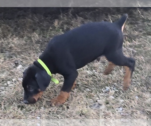 Medium Photo #3 Doberman Pinscher Puppy For Sale in BEGGS, OK, USA
