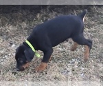 Small Photo #3 Doberman Pinscher Puppy For Sale in BEGGS, OK, USA